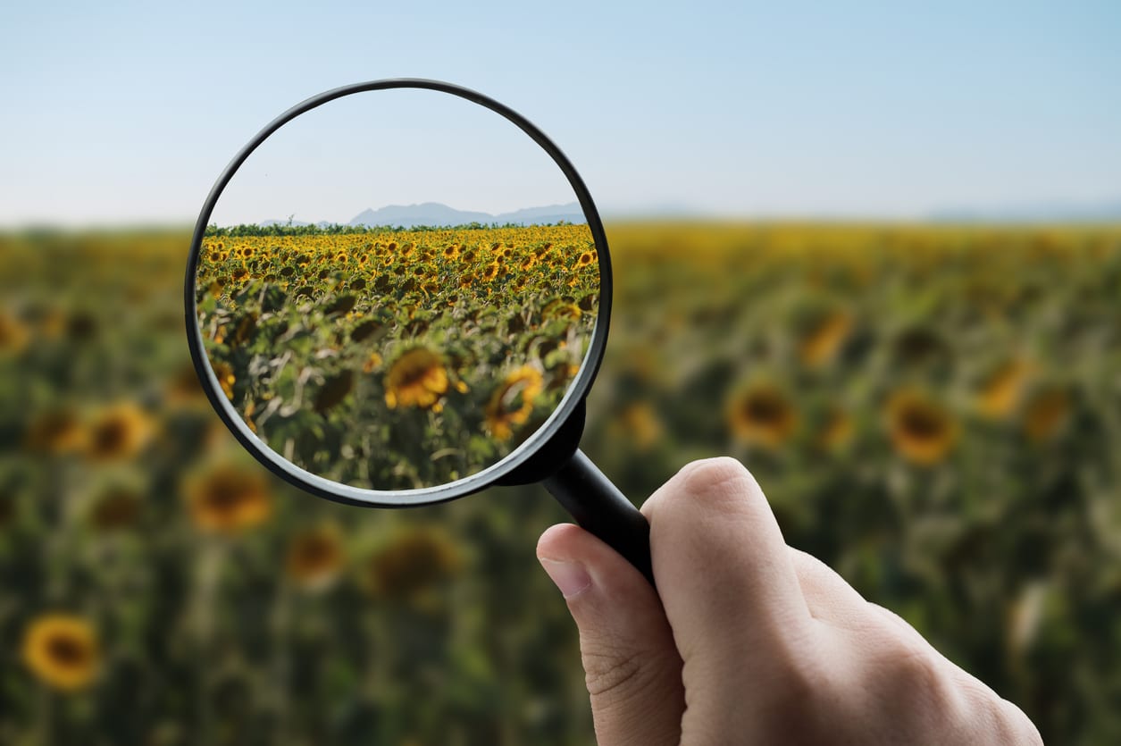 A magnifying glass focusing on a sunflower field, representing explainable, configurable AI in contrast with black box AI