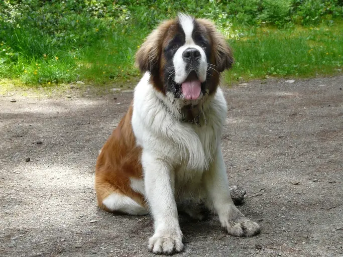 AI’s Shaggy Dog Problem